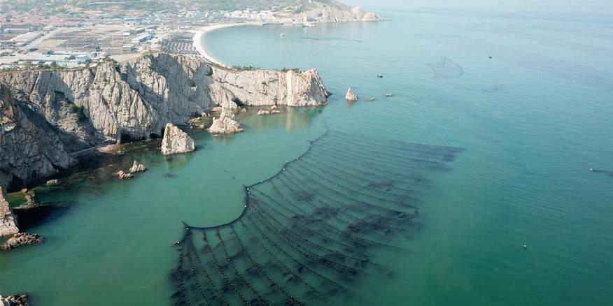 Agricultores colhem algas em Shandong, leste da China
