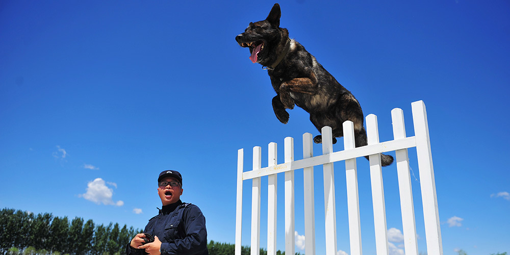 Galeria: cães policiais recebem treinamento em Harbin