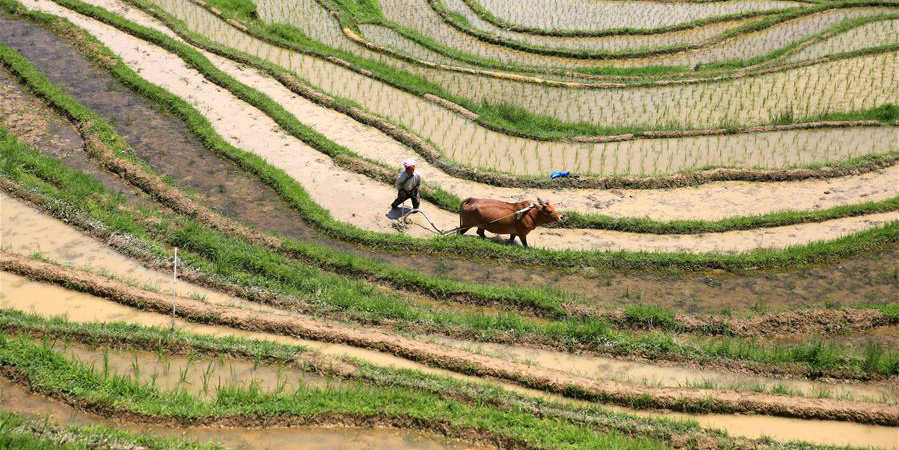 Galeria: trabalho agrícola durante o verão ao redor da China
