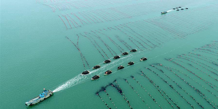 Pescadores colhem algas em Shandong, leste da China