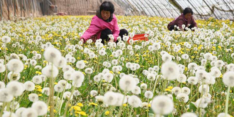 Aldeia de Hebei desenvolve plantio de dente-de-leão para impulsionar economia local