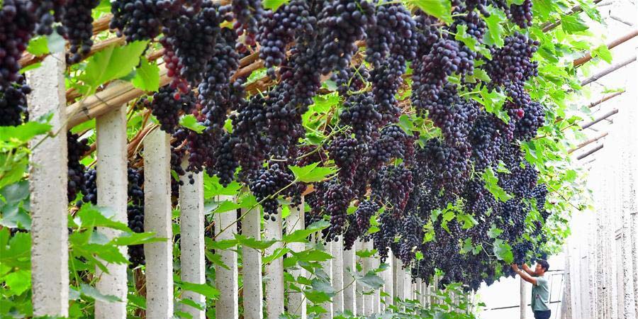 Colheita de uvas aumenta rende de agricultores em Tangshan, província de Hebei