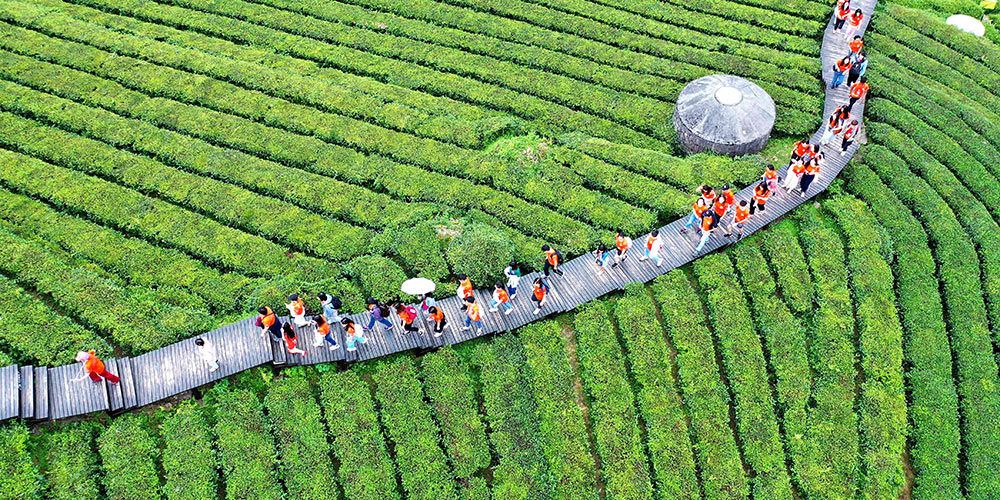 Turistas passeiam em jardim de chá em Hubei, centro da China