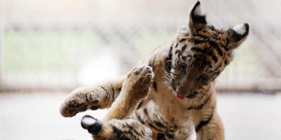 Mais de 30 filhotes de tigre siberiano nasceram desde o fim de fevereiro no centro de reprodução de Heilongjiang