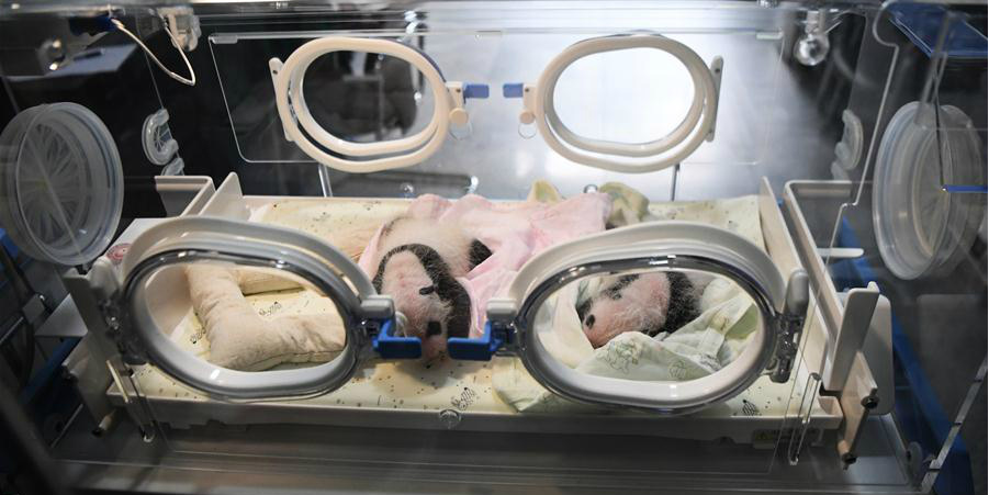 Dois pares de gêmeos de panda nascem no mesmo dia em Chongqing