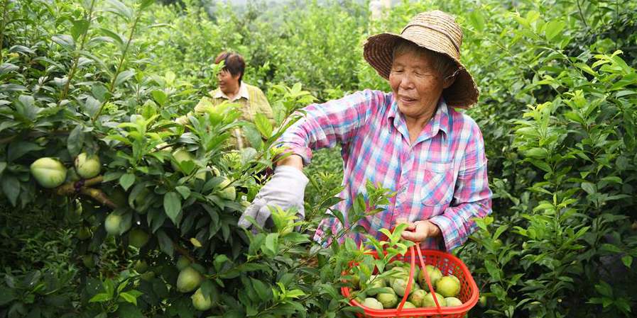 Agricultores colhem ameixas na aldeia Wuniu em Chongqing, sudoeste da China