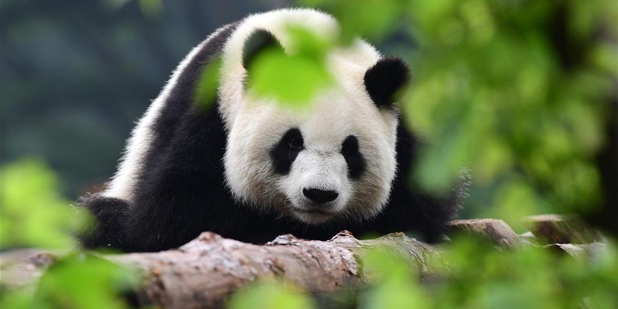 Pandas gigantes afastam da onda de calor do verão