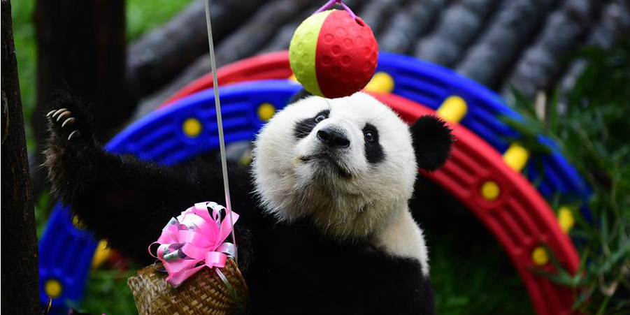 Panda gigante ganha festa de aniversário em Changchun, nordeste da China