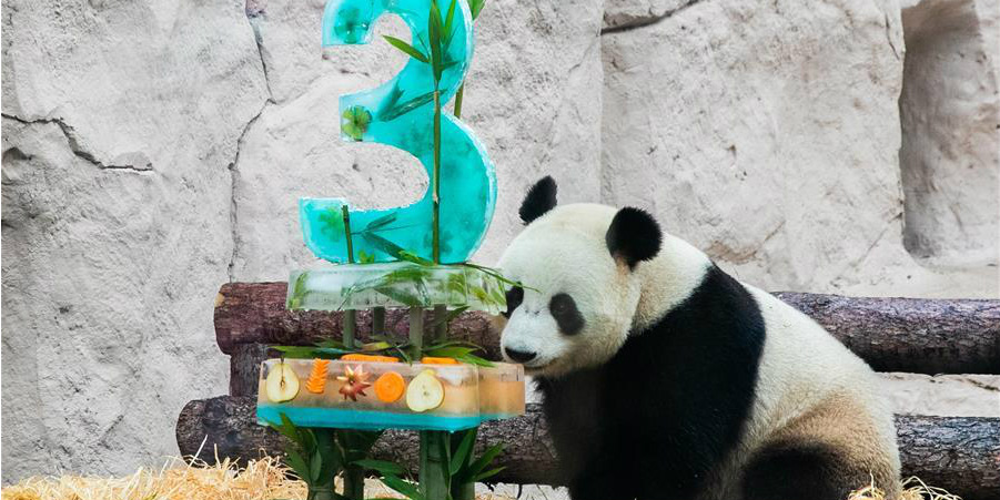 Panda gigante comemora aniversário com bolo gelado no Zoológico de Moscou
