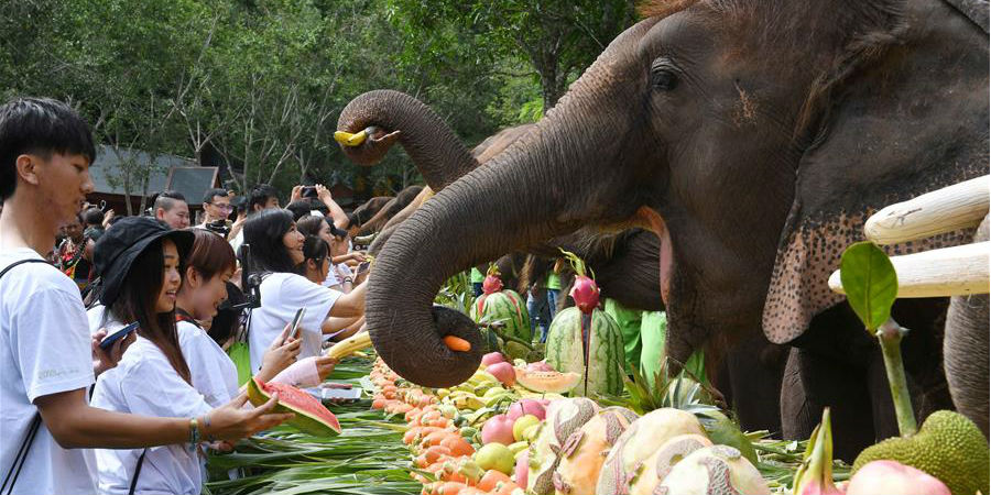 Dia Mundial do Elefante celebrado em Yunnan