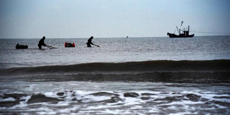 Pescadores capturam camarões em Rizhao, Shandong, no leste da China