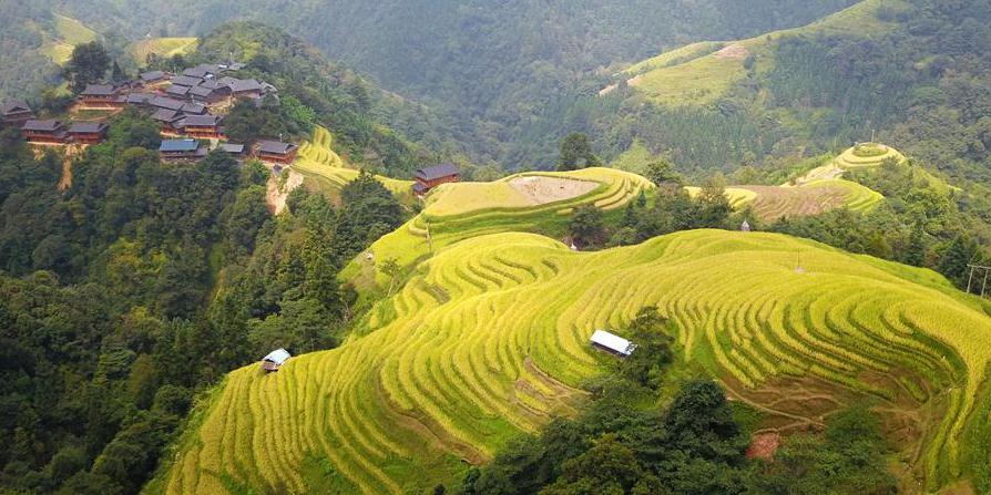 Aldeões colhem arroz em casca em Guizhou, sudoeste da China