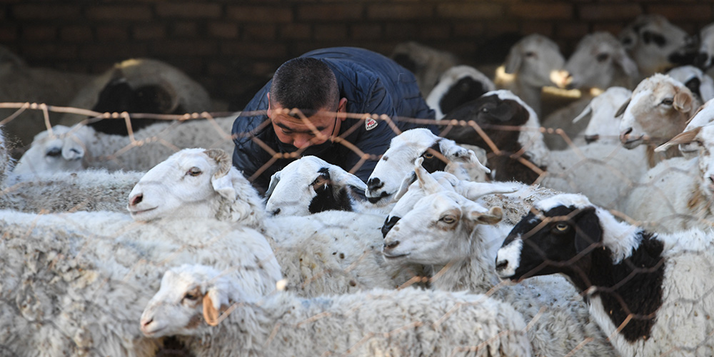 Criadores se preparam para chegada da temporada de negócios da ovinocultura na Mongólia Interior