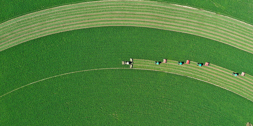 Agricultores saúdam a temporada de colheita nas diferentes regiões da China