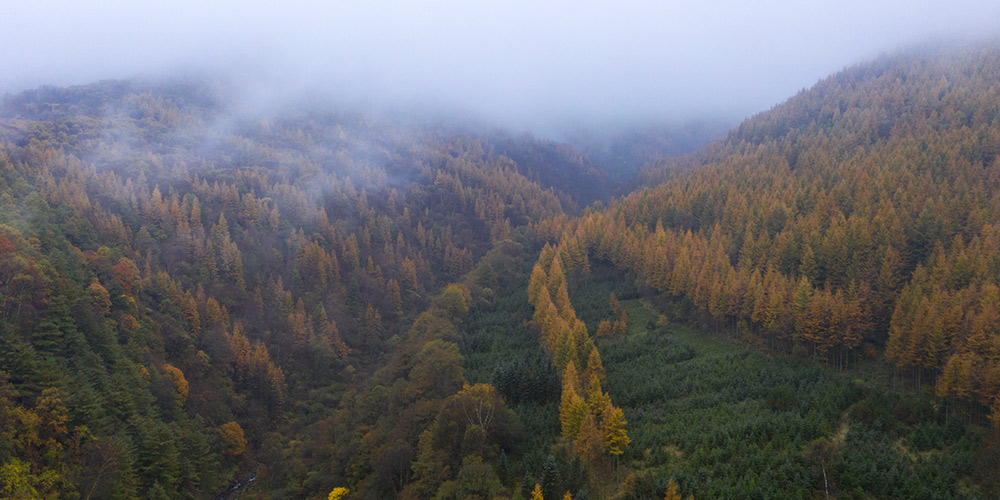 Paisagem de outono da montanha Liupan em Ningxia, no noroeste da China