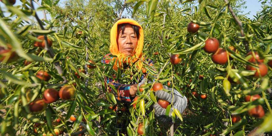 Produtores iniciam a colheita da jujuba em Huanghua, no norte da China