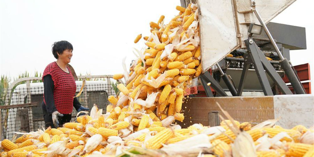Agricultores colhem milho na Zona de Desenvolvimento Econômico de Xingtai