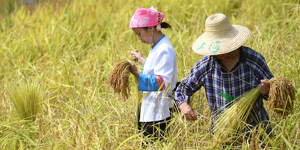 Agricultores colhem arroz em Guangxi