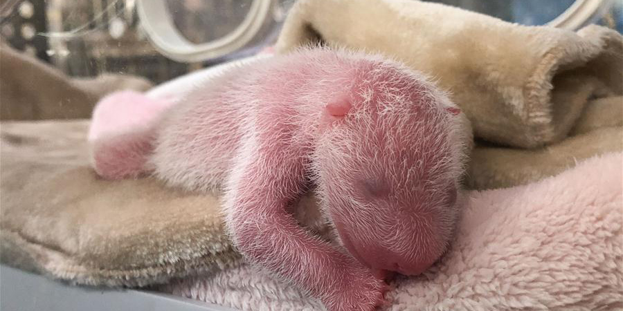 Nascem pandas gêmeos no sudoeste da China