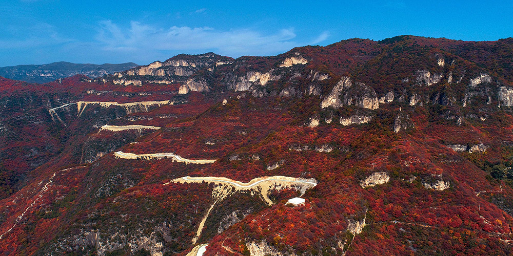 Paisagem de folhas vermelhas na montanha Taihang em Hebei