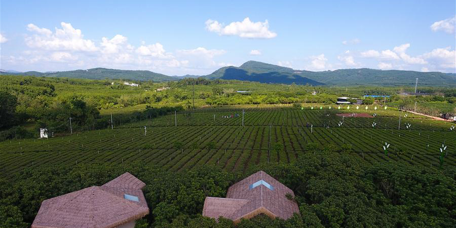 Agricultores colhem folhas de chá em plantação orgânica de chá em Hainan, sul da China