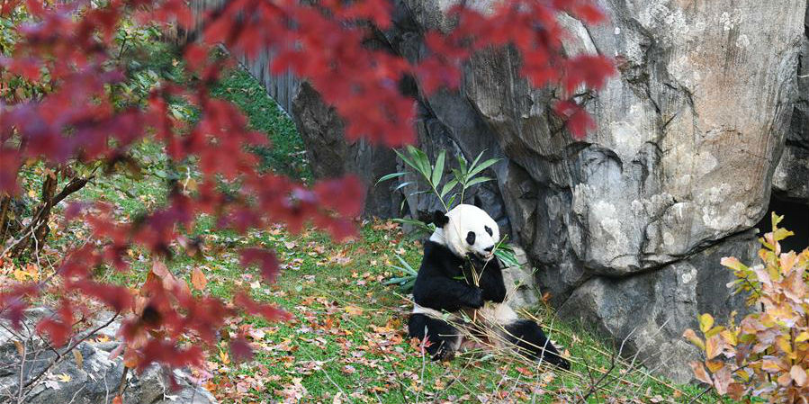 Beibei, panda-gigante nascido nos EUA, parte para uma nova vida na China