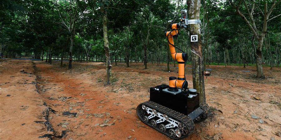 Robô inicia teste de funcionamento da extração de látex no local em Hainan