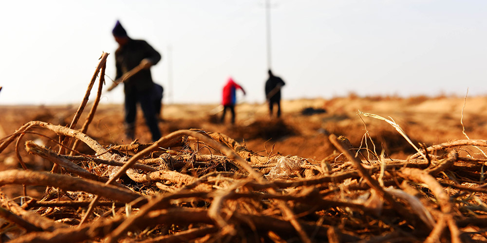 Alcaçuz, plantado em luta contra desertização, gera benefícios econômicos na Mongólia Interior, norte da China