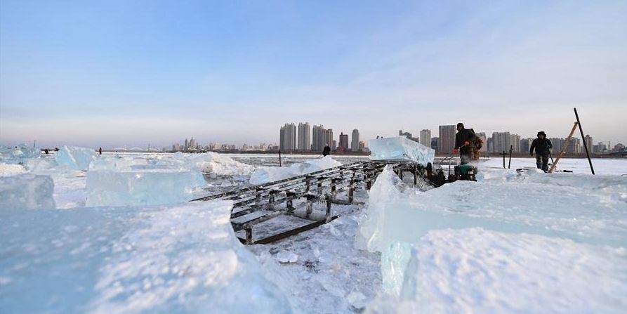 Cubos de gelo são coletados no rio Songhua congelado para serem usados na decoração da cidade em Harbin
