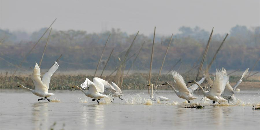 Fotos: Cisnes no rio Fuhe em Nanchang, província de Jiangxi
