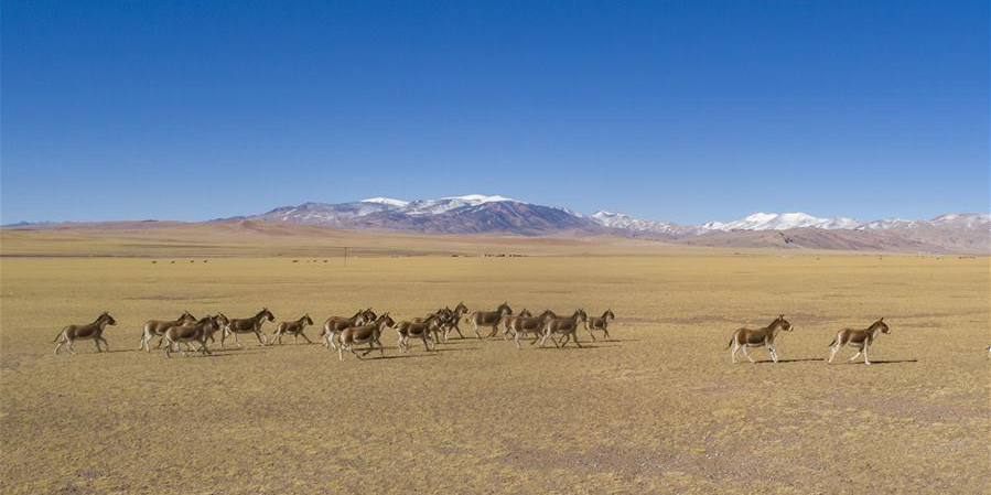 População de animais selvagens no Tibet aumenta devido à melhoria do ambiente ecológico