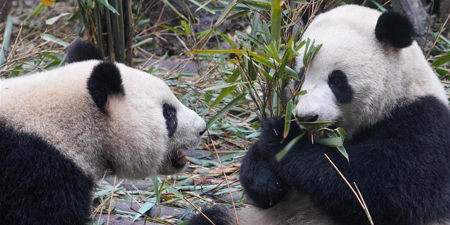 Pandas gigantes atraem centenas de turistas à base de conservação e pesquisa em Chengdu durante Ano Novo