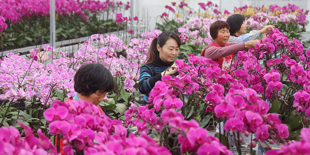 Crescente indústria de flores do distrito de Shangdang ajuda mulheres a sair do desemprego