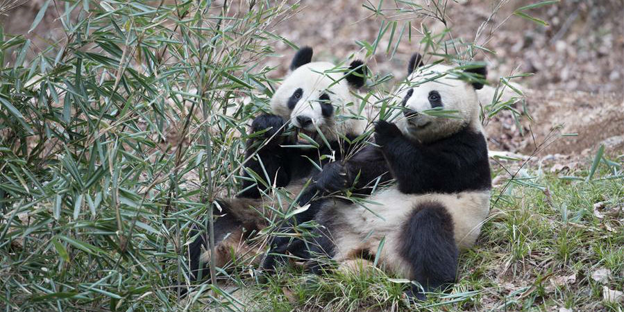 Dois pandas-gigantes foram transferidos para Shaanxi para se adaptarem ao habitat natural