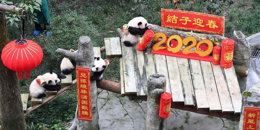 Filhotes de panda posam para o Ano Novo Chinês no zoológico de Chongqing