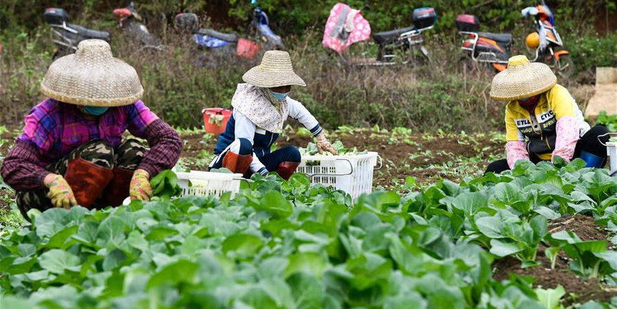 Cidade de Haikou orienta bases de produção de hortaliças e agricultores para garantir o fornecimento
