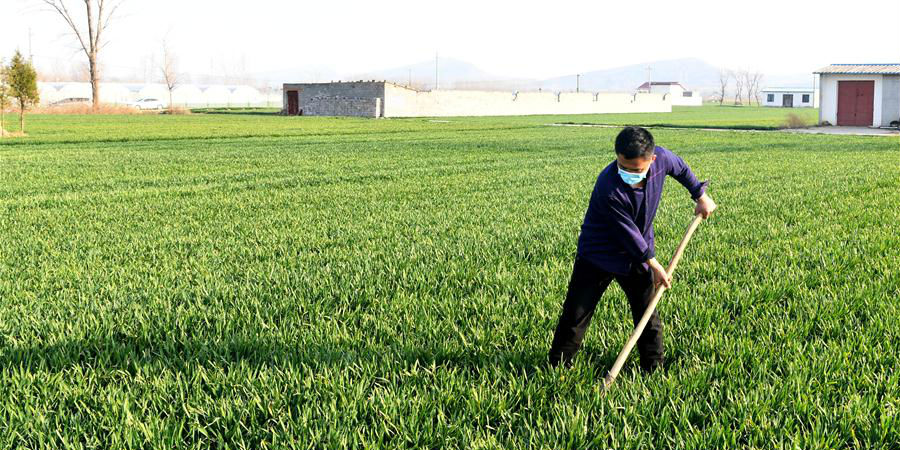 Agricultores trabalham em campo na província de Henan