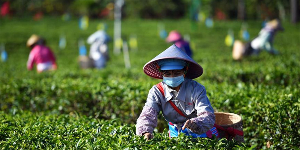 Trabalhadores colhem chá da primavera após retomada ao trabalho em Hainan