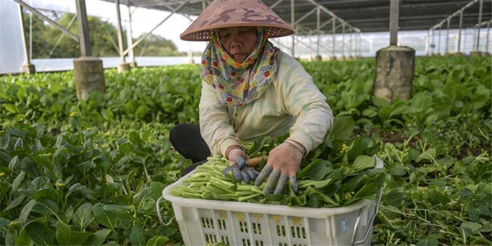 Província insular de Hainan efetua diversos serviços para garantir fornecimento de vegetais em meio a epidemia