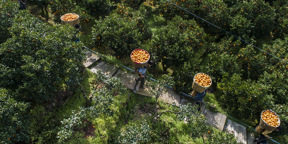 Agricultores colhem laranjas em Zigui, província de Hubei