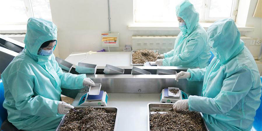 Empresa farmacêutica acelera a produção para ajudar a luta contra COVID-19 em Harbin, nordeste da China