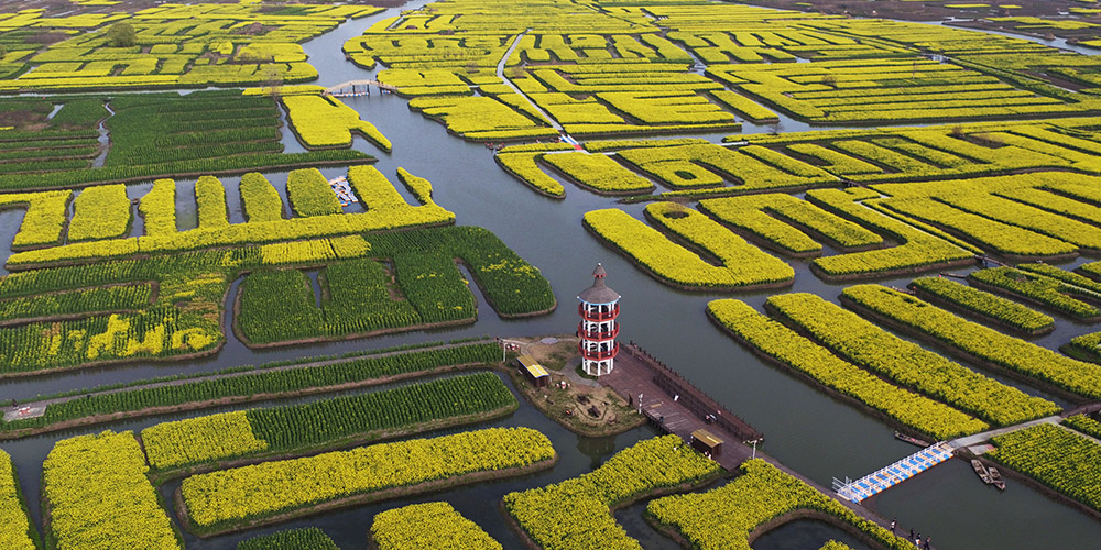 Paisagem de flores de canola em Jiangsu