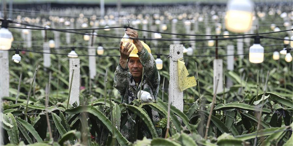 Guangxi desenvolve indústrias que enriquecem áreas assoladas pela pobreza