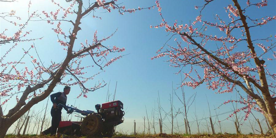 Agricultores trabalham em campos ao redor da China