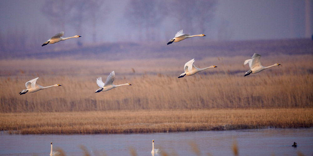 Fotos: Aves migratórias na Reserva de Naturezal Nacional de Momoge, província de Jilin