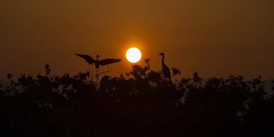 Província de Jiangxi inaugura base de proteção de garças para proteger as aves migratórias