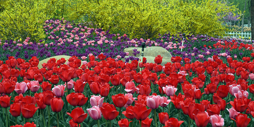 Fotos: jardim de tulipas em Tianjin