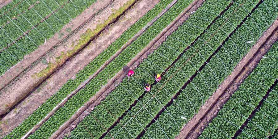 Chegada do termo solar de Guyu intensifica trabalhos agrícolas ao redor da China