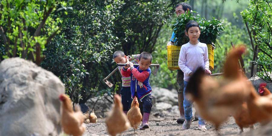 Fotos: economia rural aumenta renda familiar em Guangxi