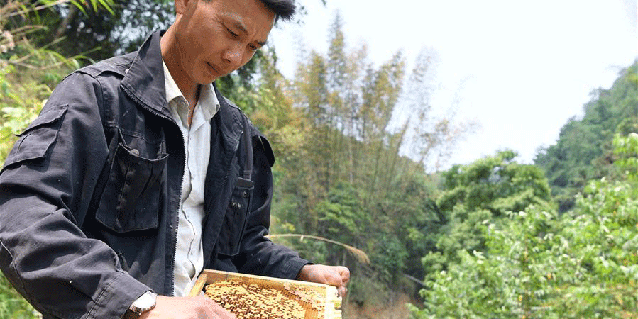 Projeto de apicultura ajuda a aliviar a pobreza na aldeia de Baini em Guangxi